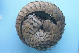 Image de Grand pangolin de l'Inde