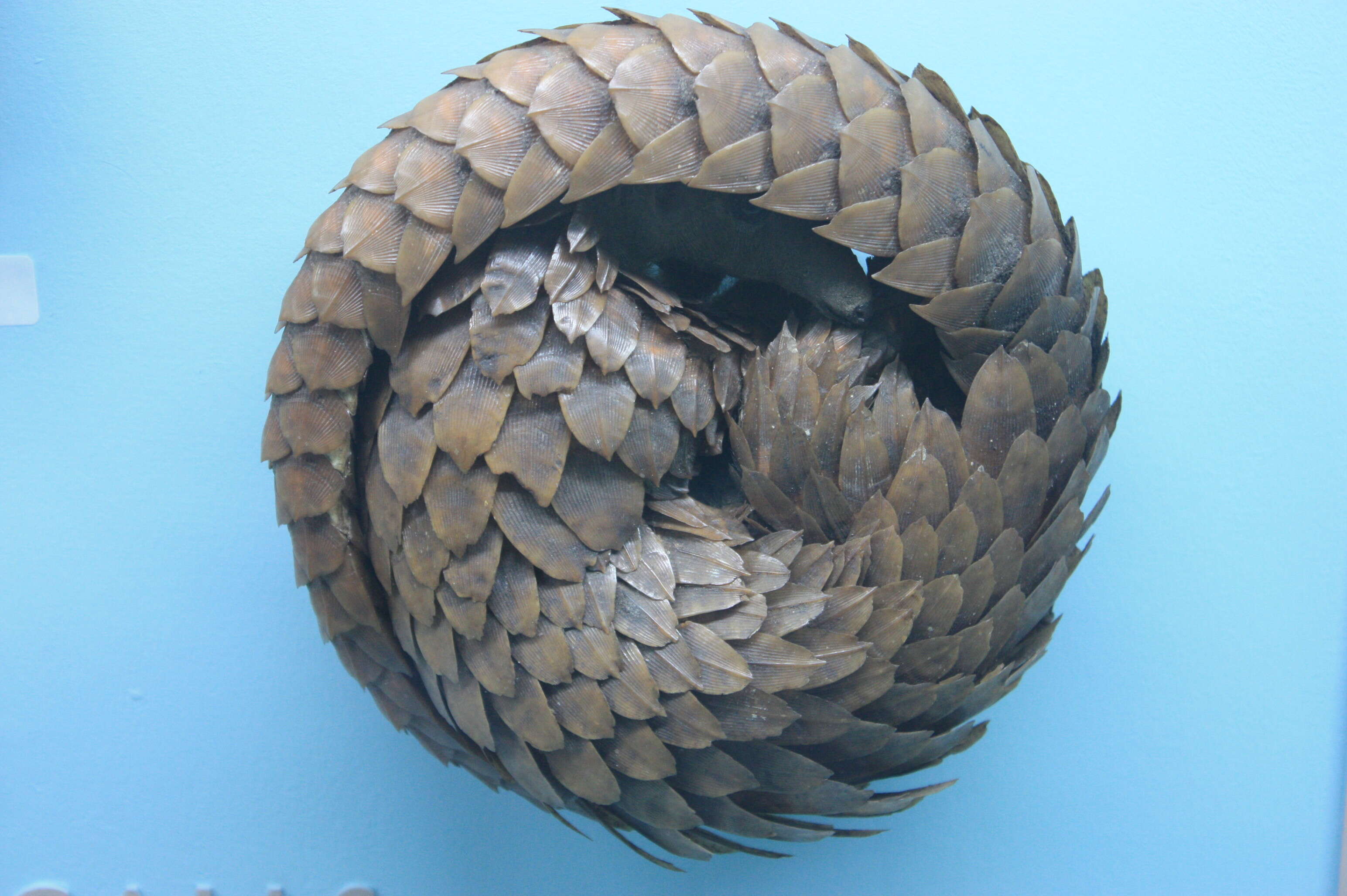 Image de Grand pangolin de l'Inde