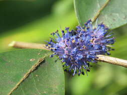 Image of Memecylon umbellatum Burm. fil.