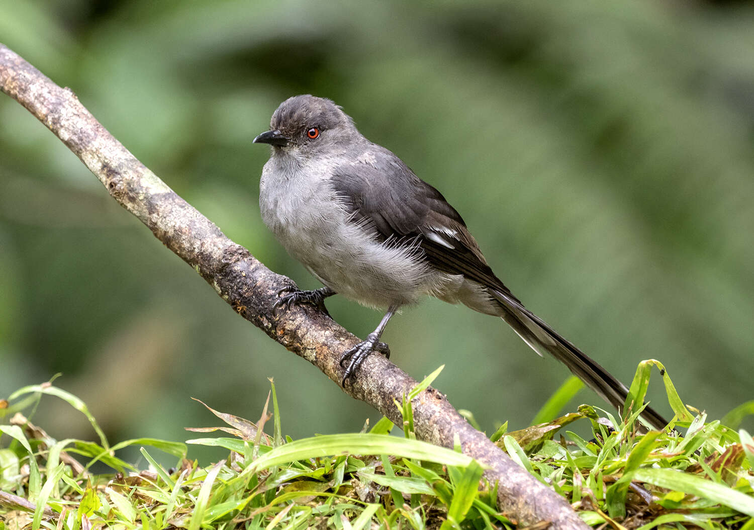 Image of Long-tailed Sibia