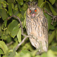 Image of Long-eared Owl