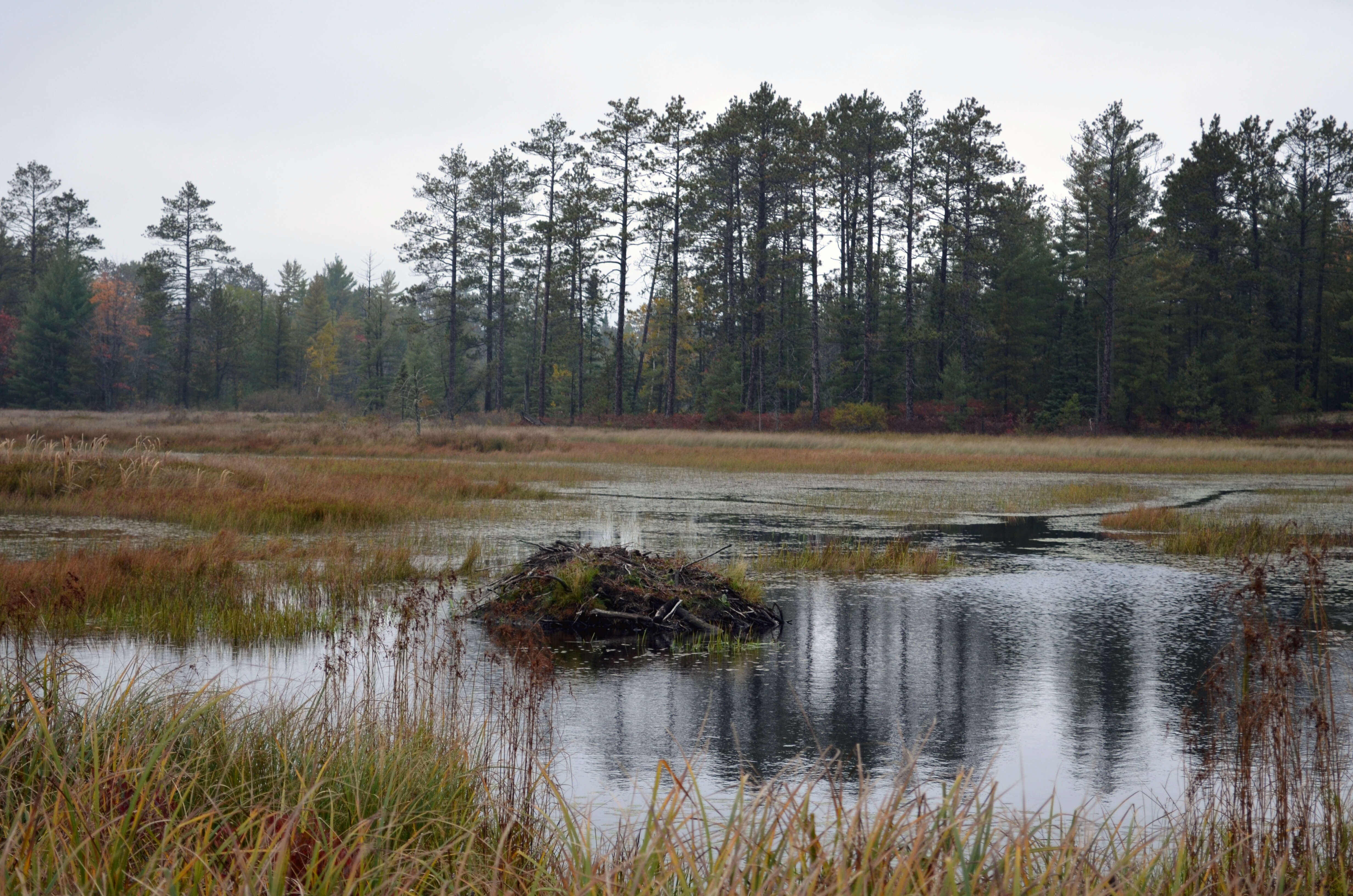 Image of beavers