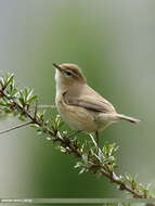 Image of Siberian Chiffchaff