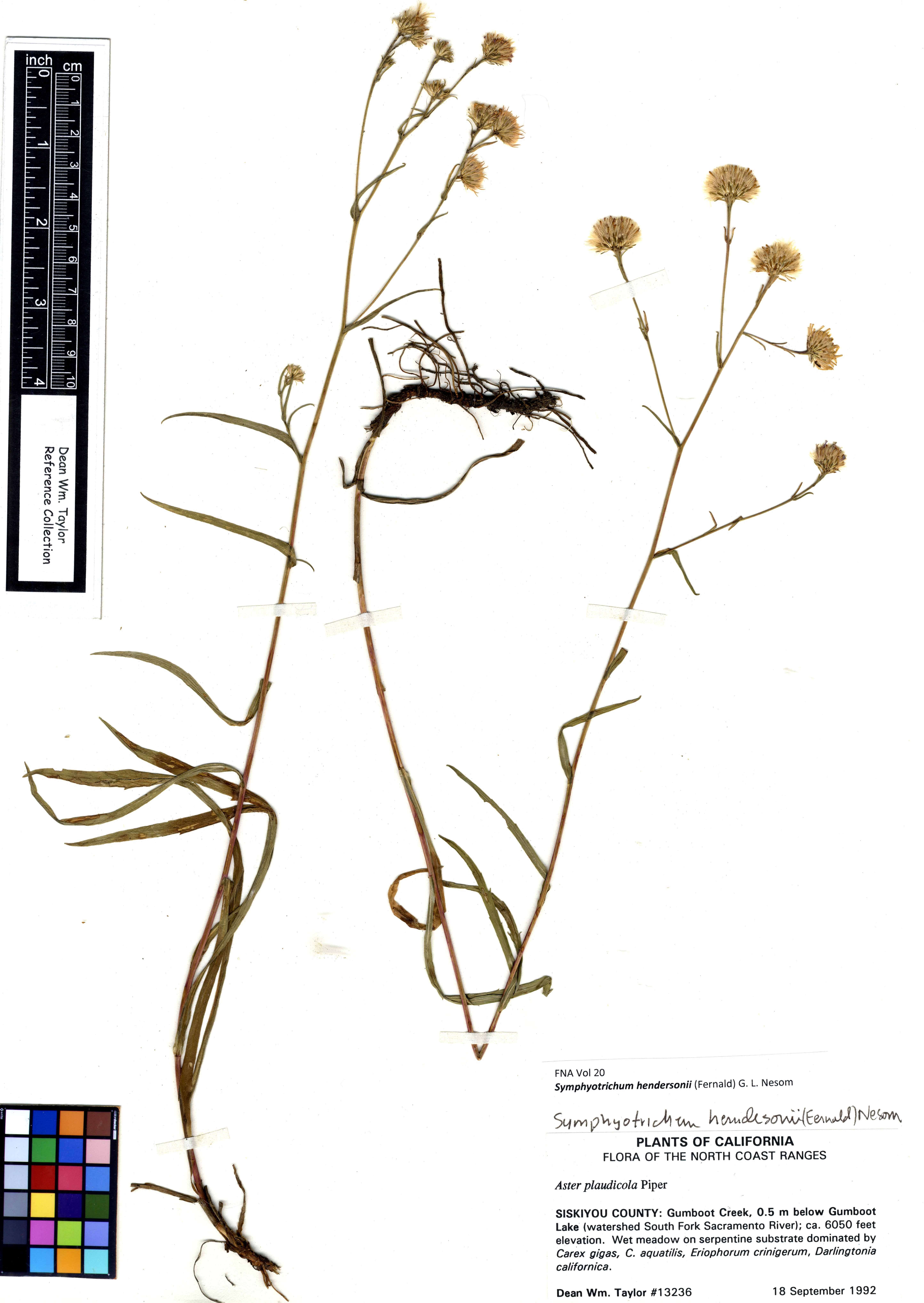 Image of Lyall aster