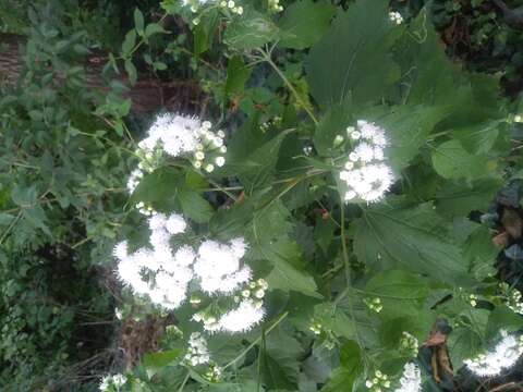 صورة Ageratina altissima (L.) R. King & H. Rob.