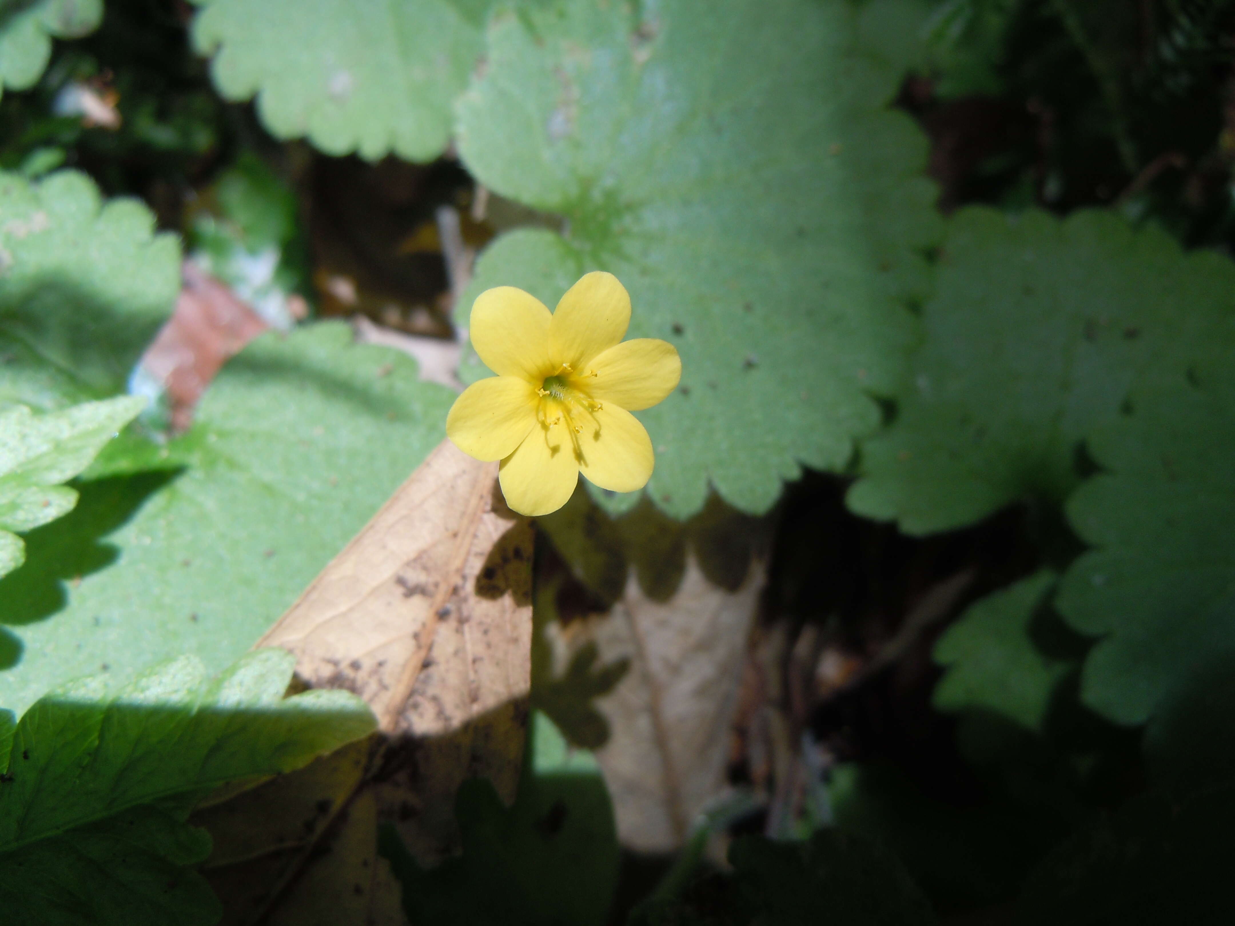 Sibthorpia resmi