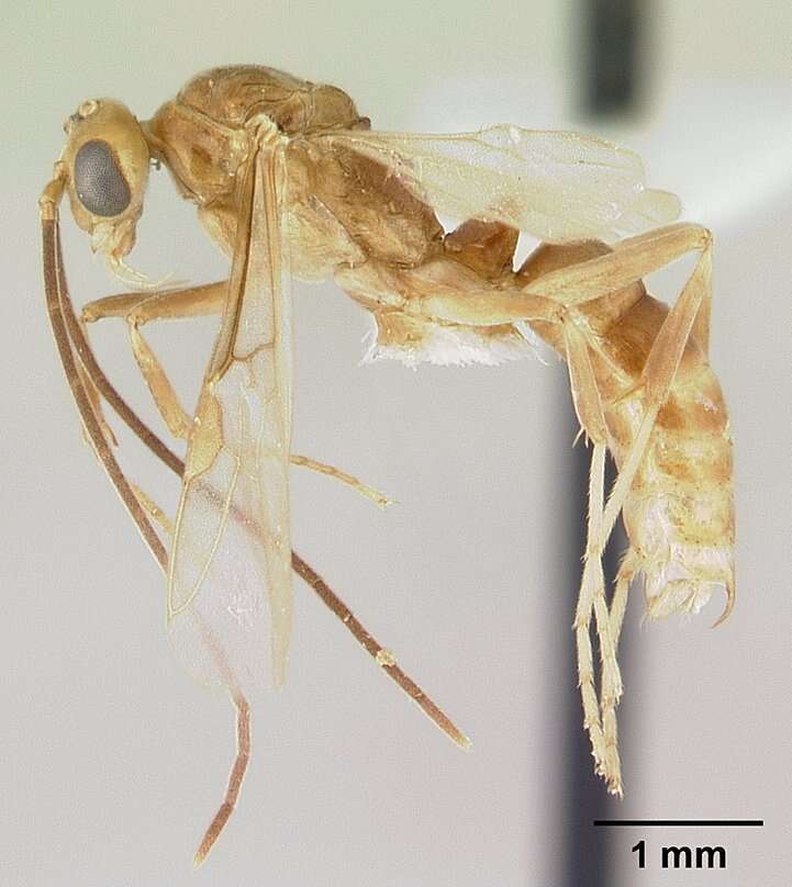 Image of Mesoponera melanaria