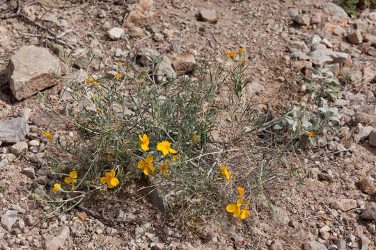 Image of Cooper's paper daisy