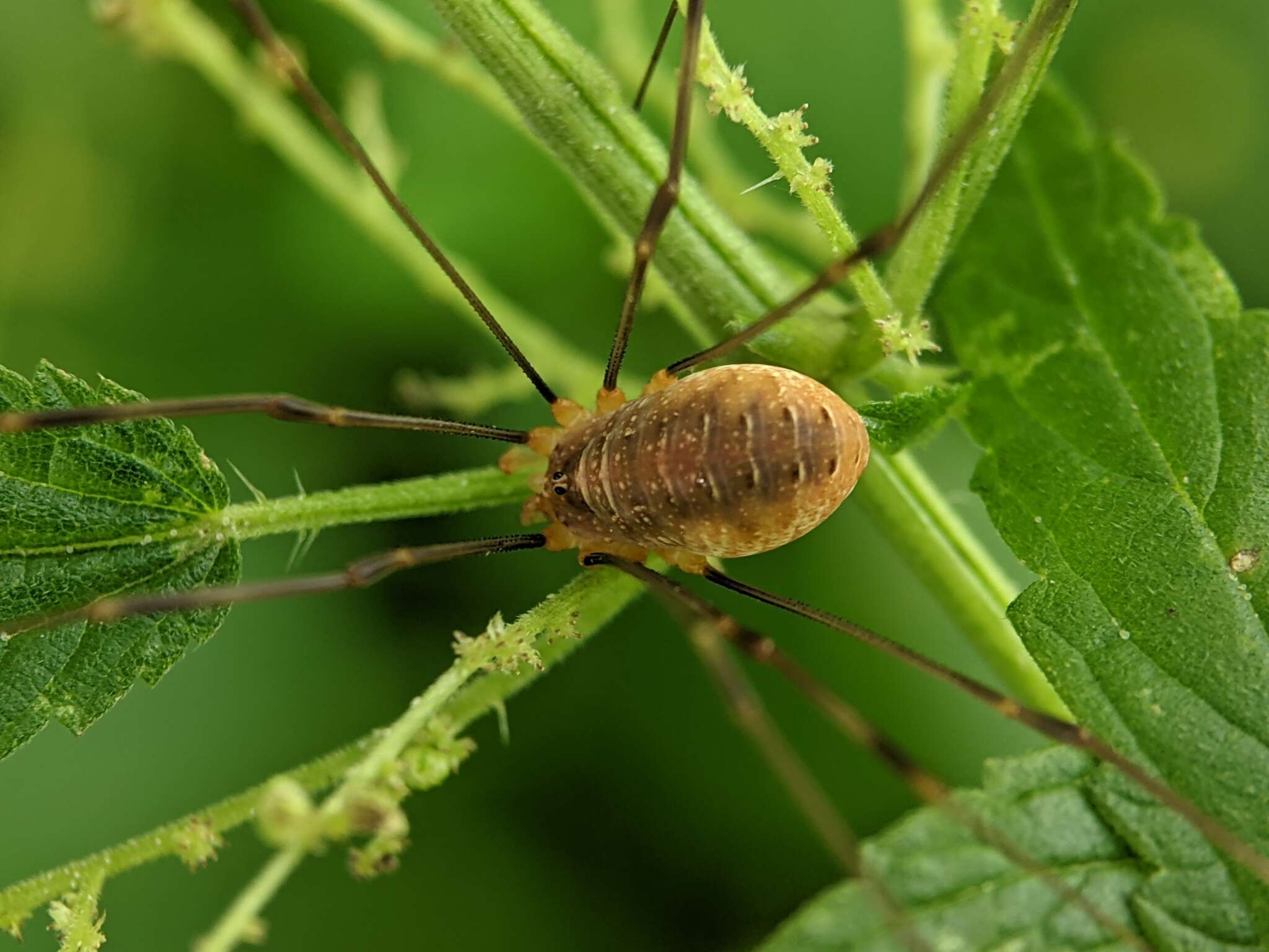 Image of Opilio canestrinii