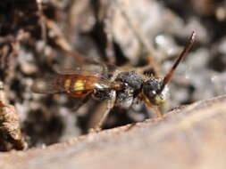 Nomada flavoguttata (Kirby 1802) resmi