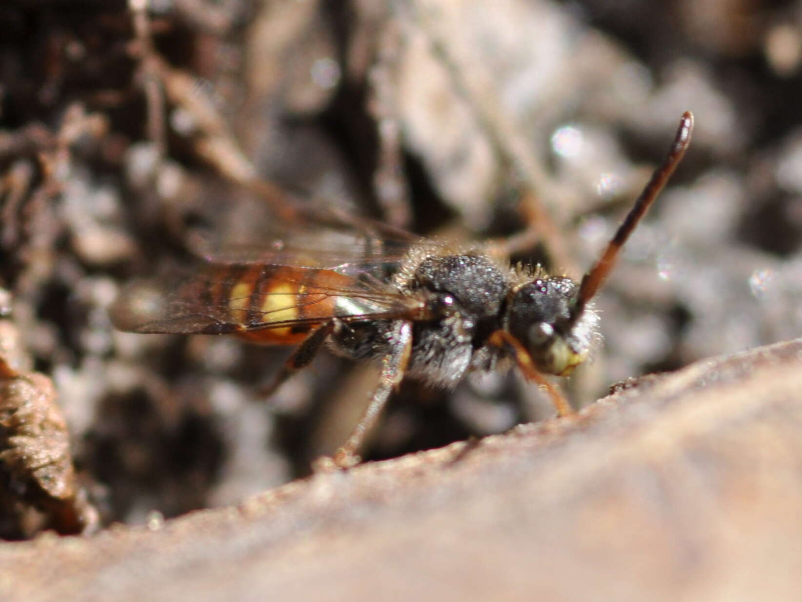 Image of Nomada flavoguttata (Kirby 1802)