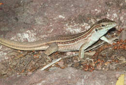 Image of Sonoran Spotted Whiptail