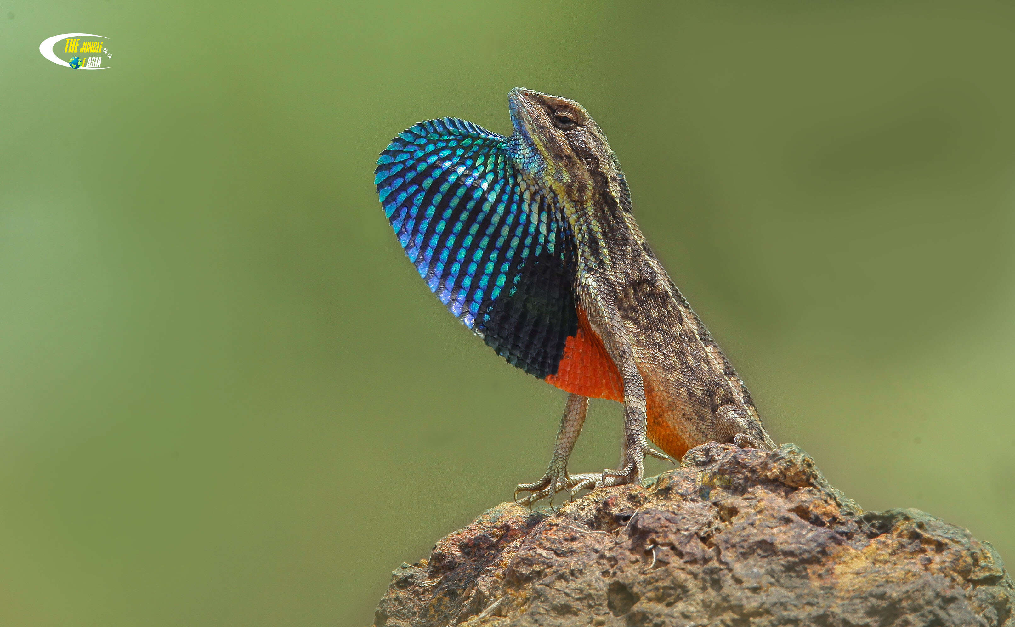 Image of superb large fan-throated lizard