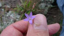 Imagem de Wahlenbergia luteola P. J. Sm.