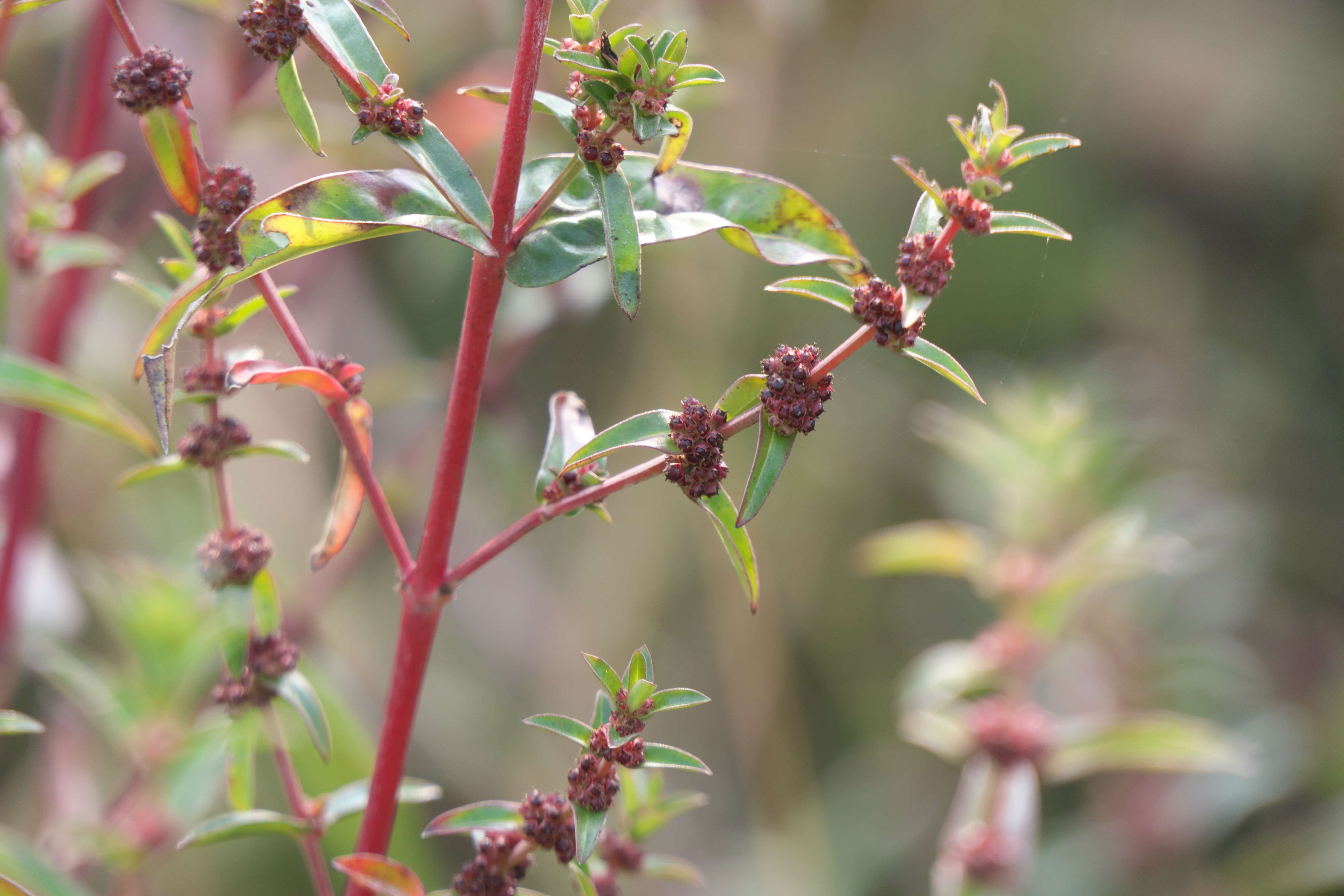 صورة Ammannia baccifera L.