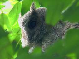 Image of Collared Scops Owl