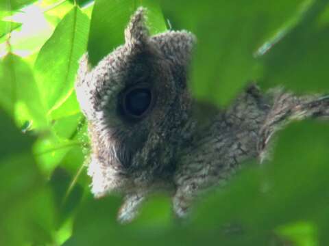 Image of Collared Scops Owl