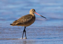 Image of Marbled Godwit