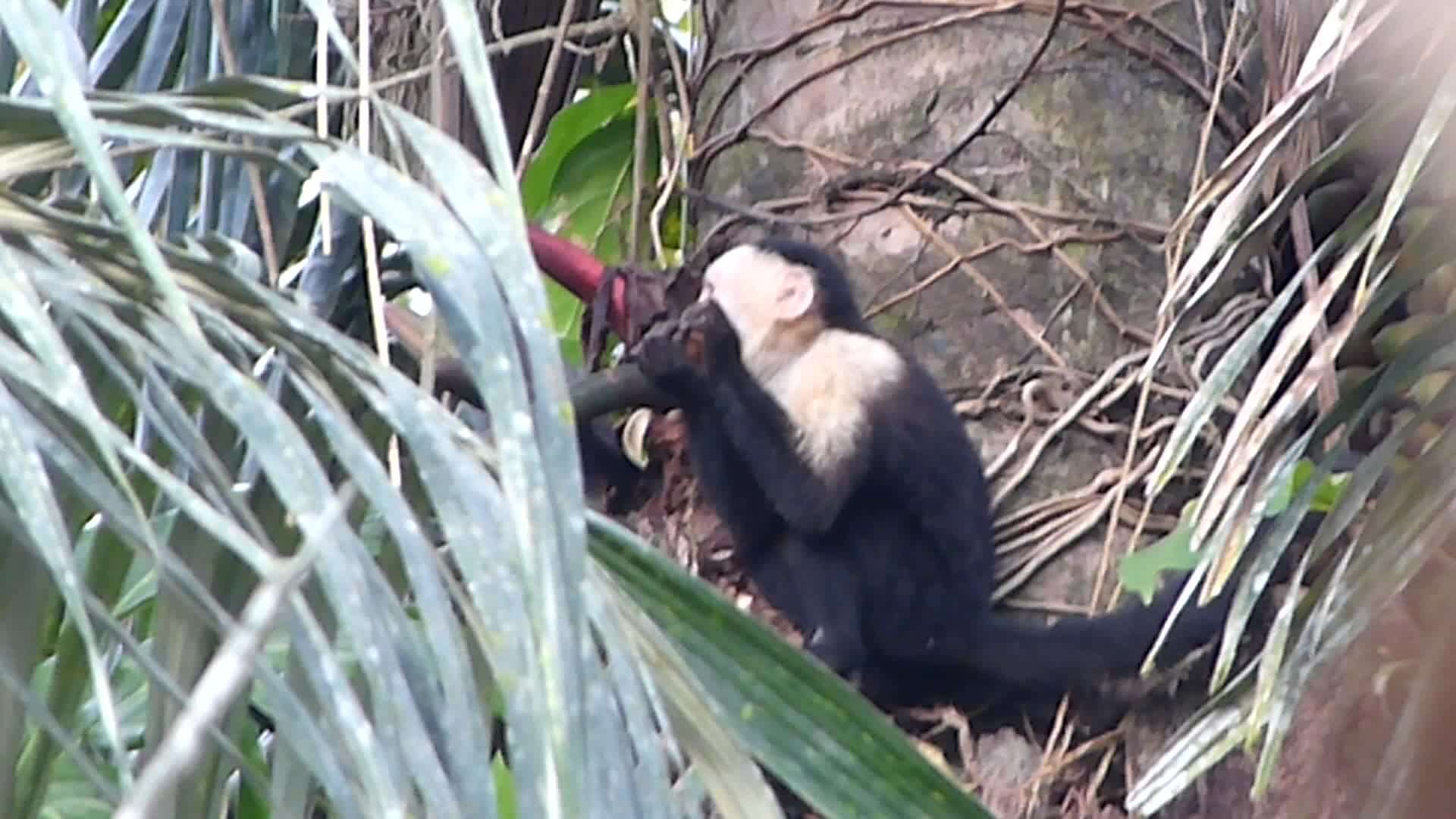 Image of Panama capuchin monkey