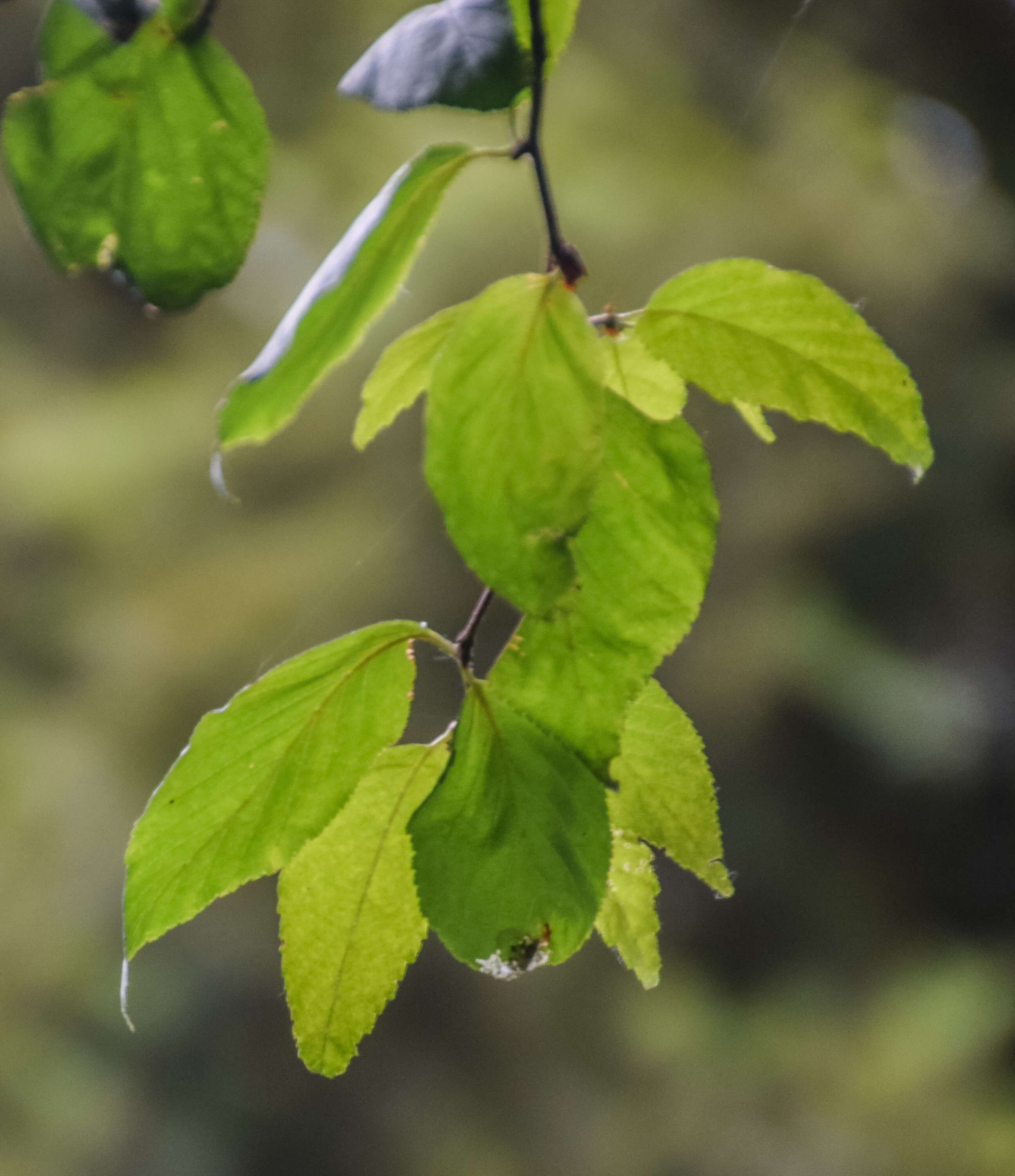 Betula schmidtii Regel resmi