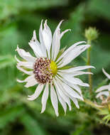 Image of Berkheya purpurea (DC.) Benth. & Hook. fil. ex Mast.