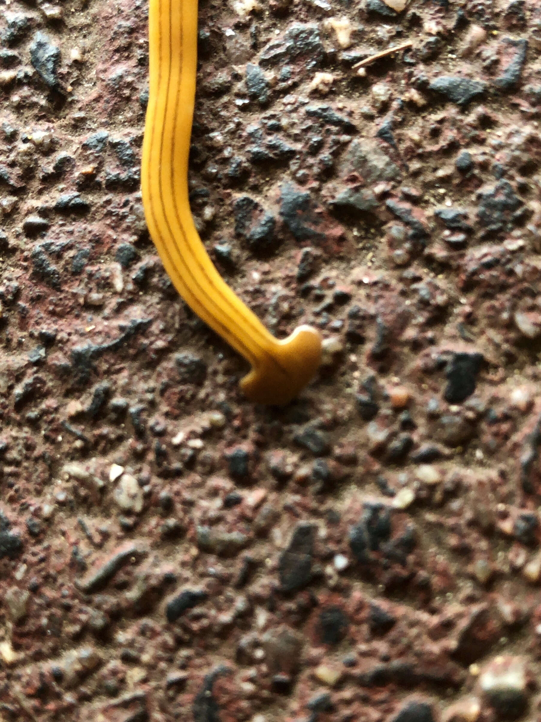 Image de Bipalium nobile Kawakatsu & Makino 1982