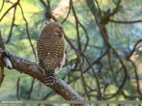 Image of Asian Barred Owlet