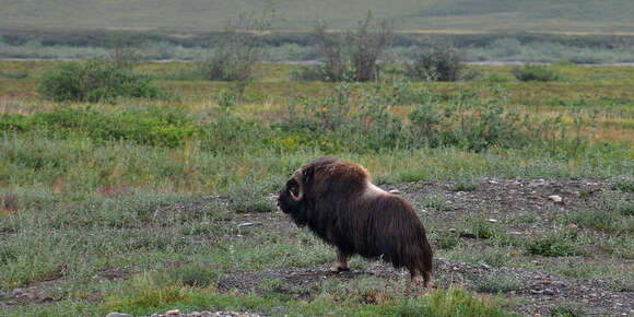 Image of muskox