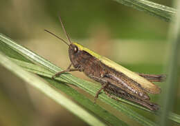 Image of Common green grasshopper