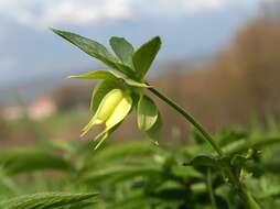 Image of Green Hellebore