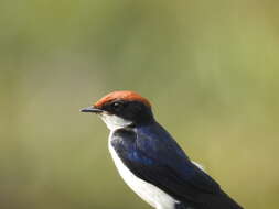 Hirundo smithii Leach 1818 resmi