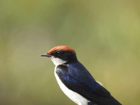 Image of Wire-tailed Swallow