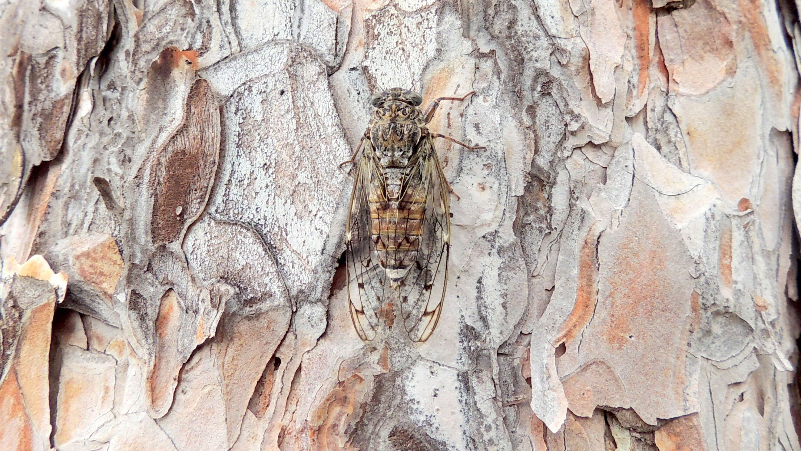 Image of Cicada orni Linnaeus 1758