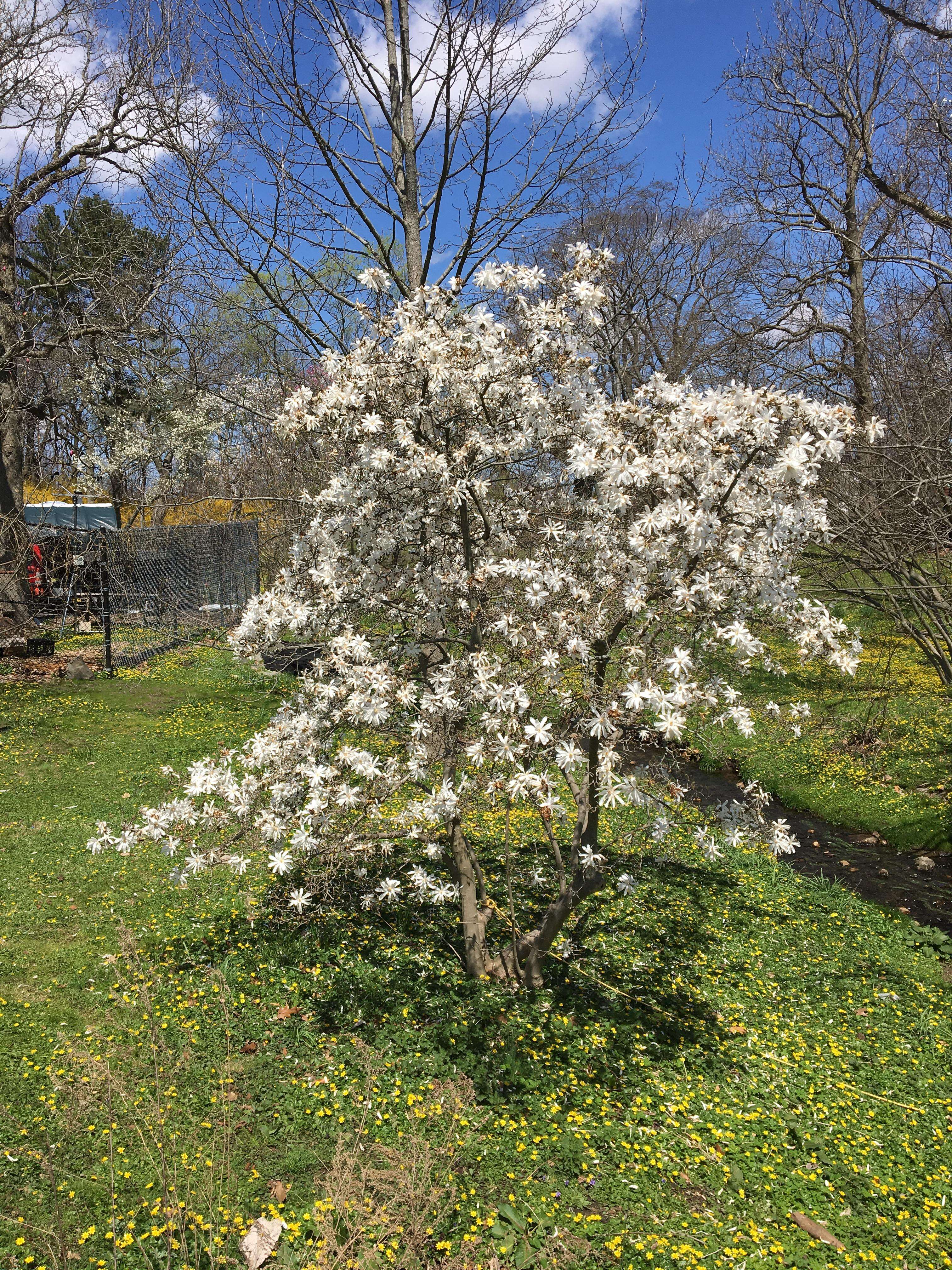 Imagem de Magnolia salicifolia (Siebold & Zucc.) Maxim.