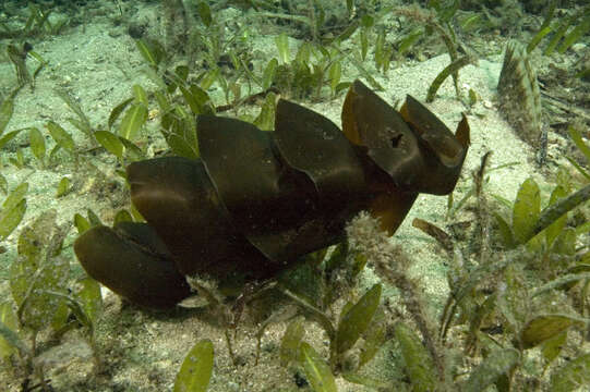 Image of Port Jackson Shark