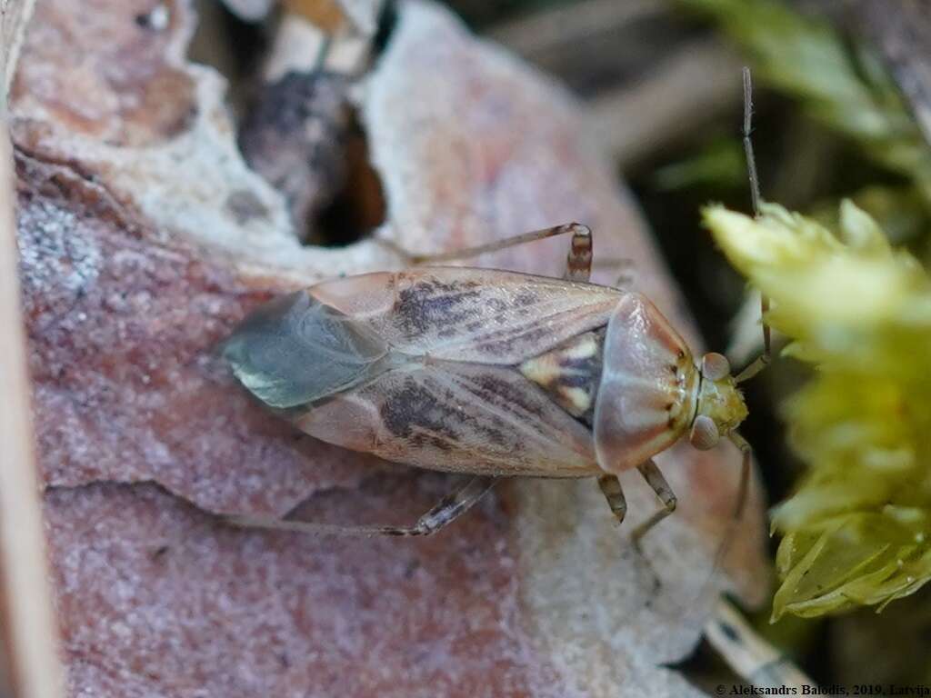 Image of Lygus rugulipennis Poppius 1911