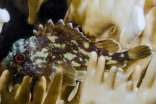 Image of Coral scorpionfish