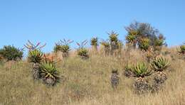 Image of Mountain aloe