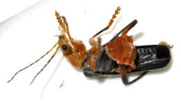 Image of Cantharis livida