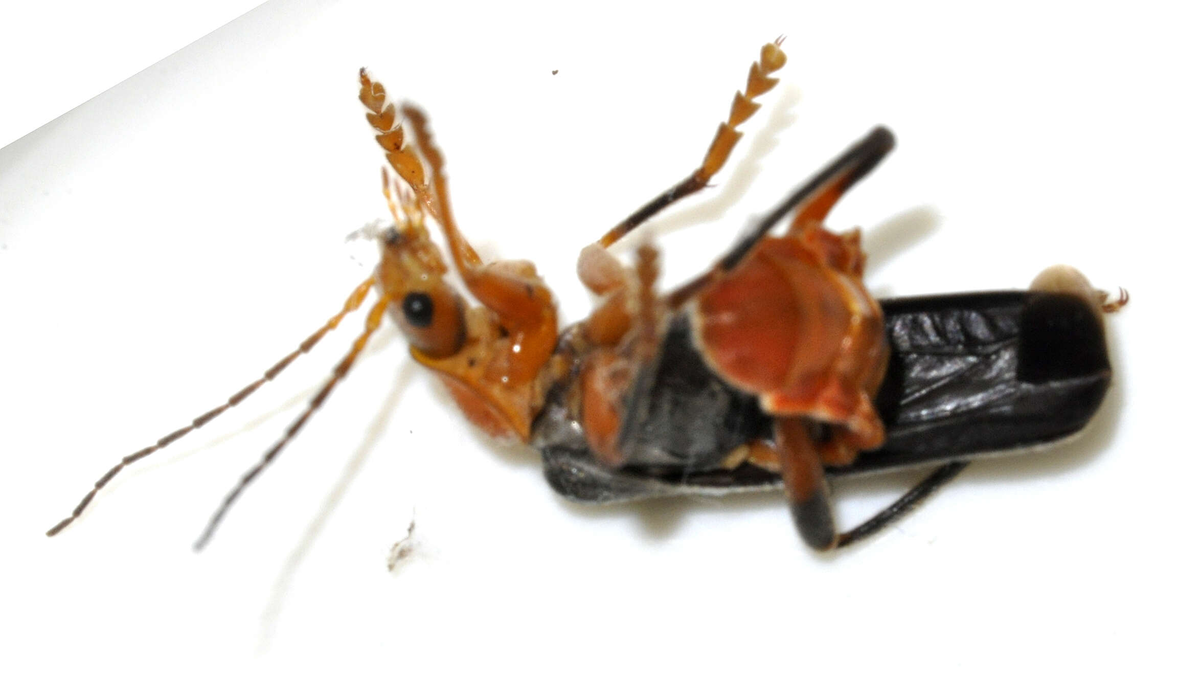 Image of Cantharis livida