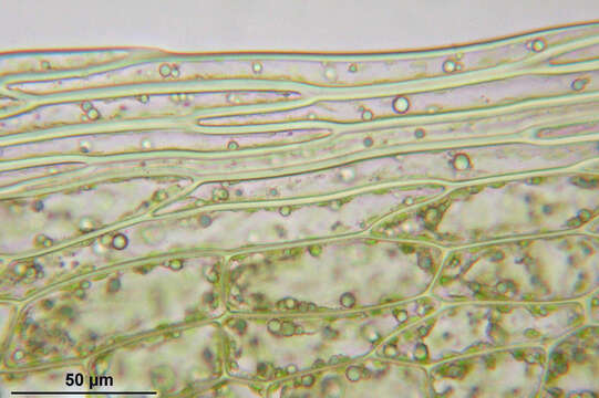 Image of Schleicher's bryum moss