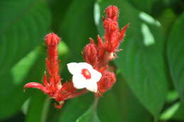 Image of red mussaenda