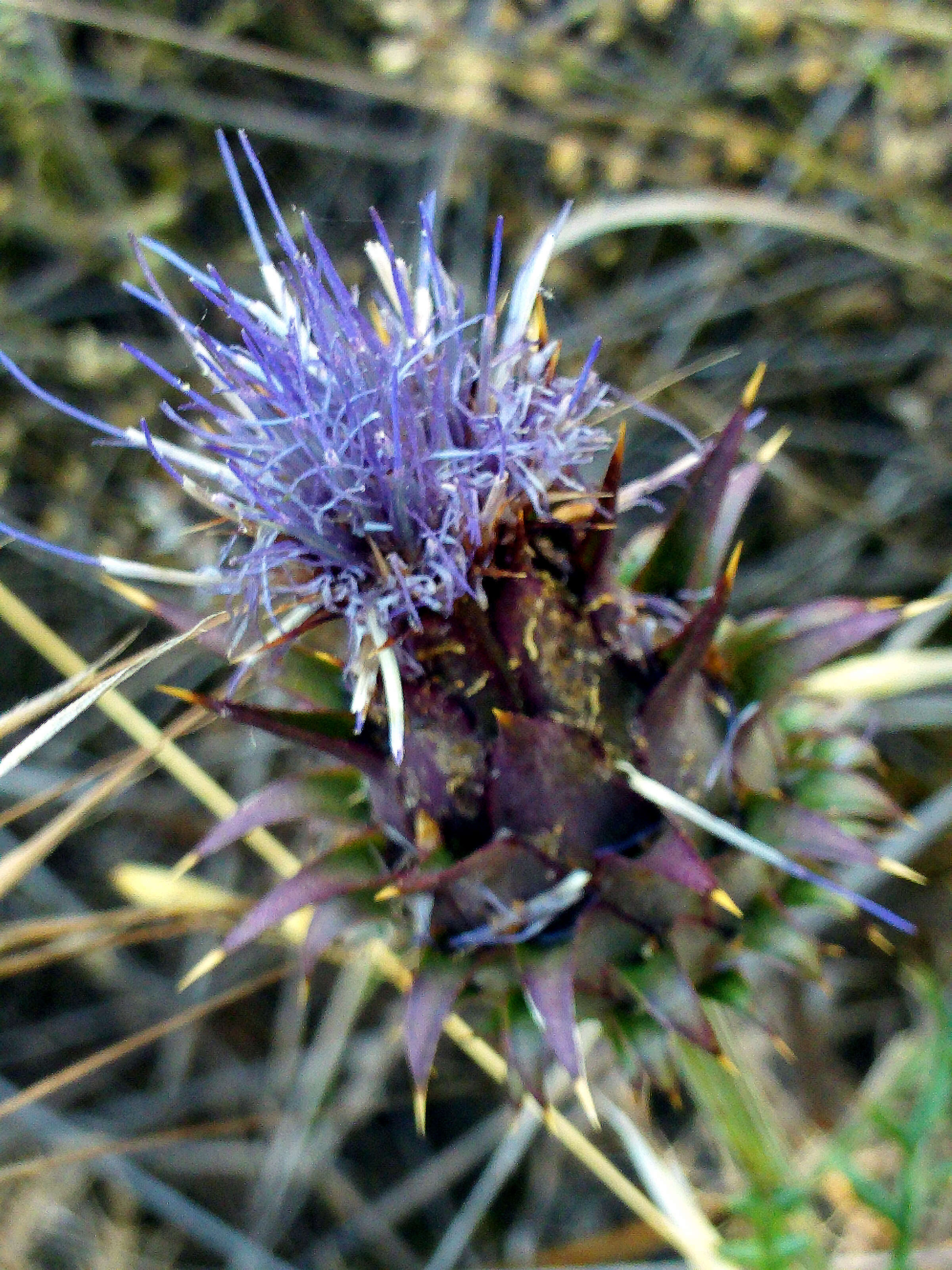 Image of Cynara humilis L.