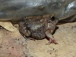 Image of Burrowing frog