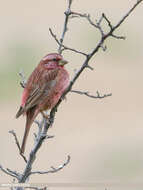 Plancia ëd Carpodacus rhodochlamys (Brandt & JF 1843)