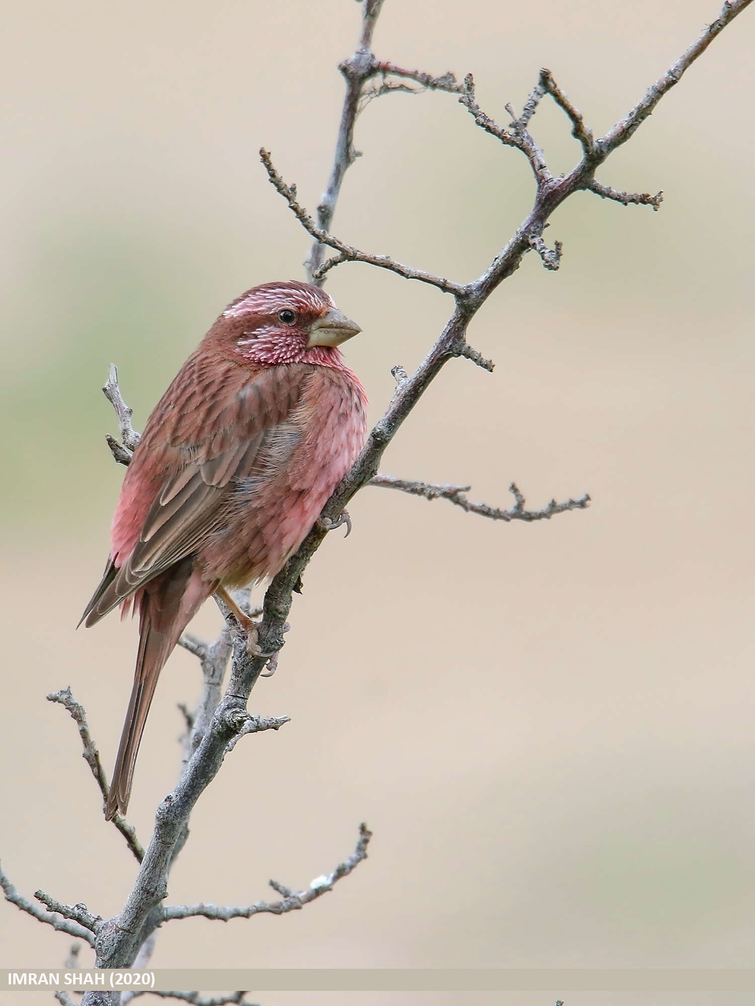 Plancia ëd Carpodacus rhodochlamys (Brandt & JF 1843)