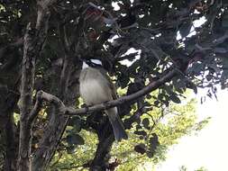 Image of Light-vented Bulbul