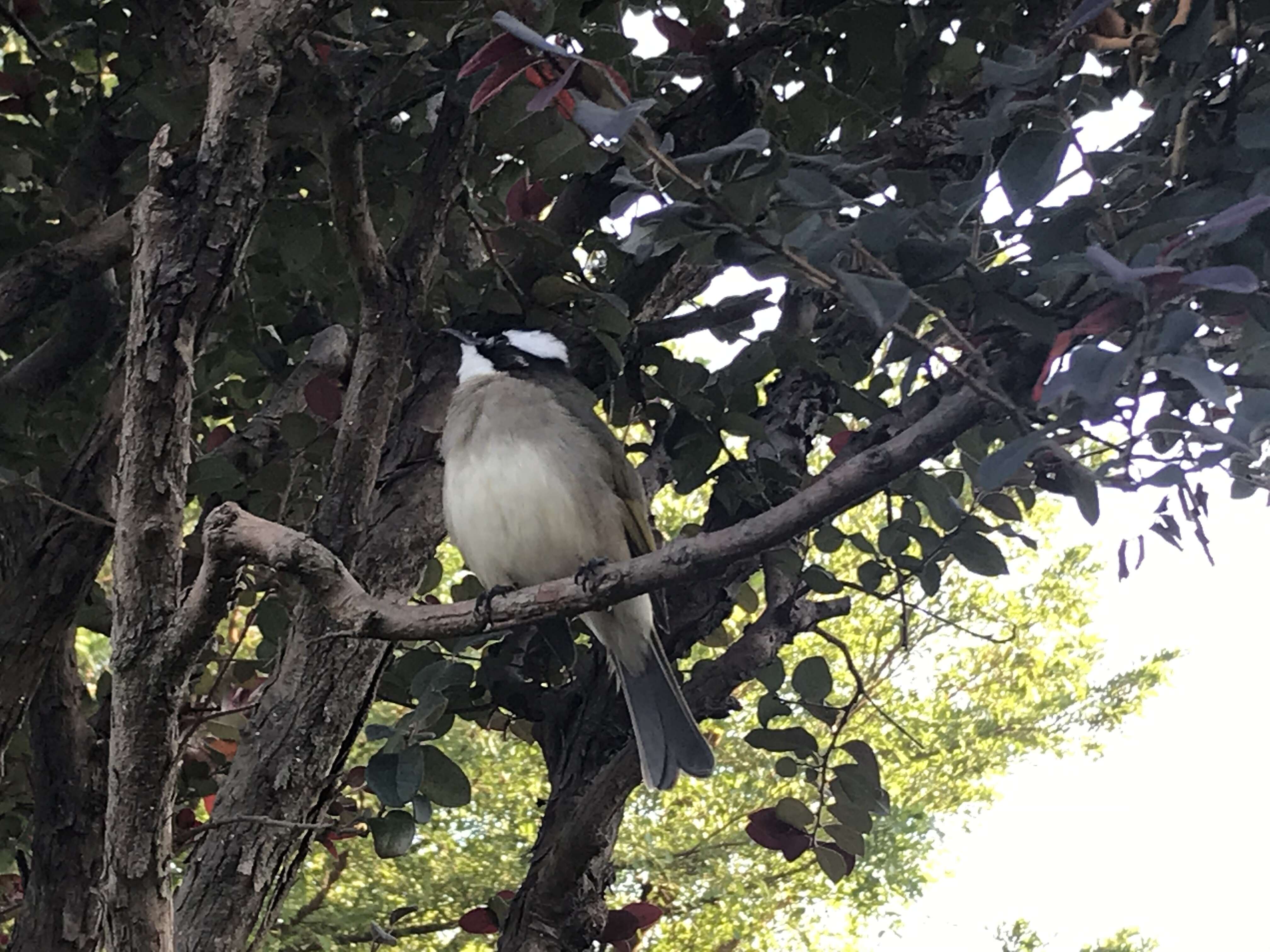 Image of Light-vented Bulbul