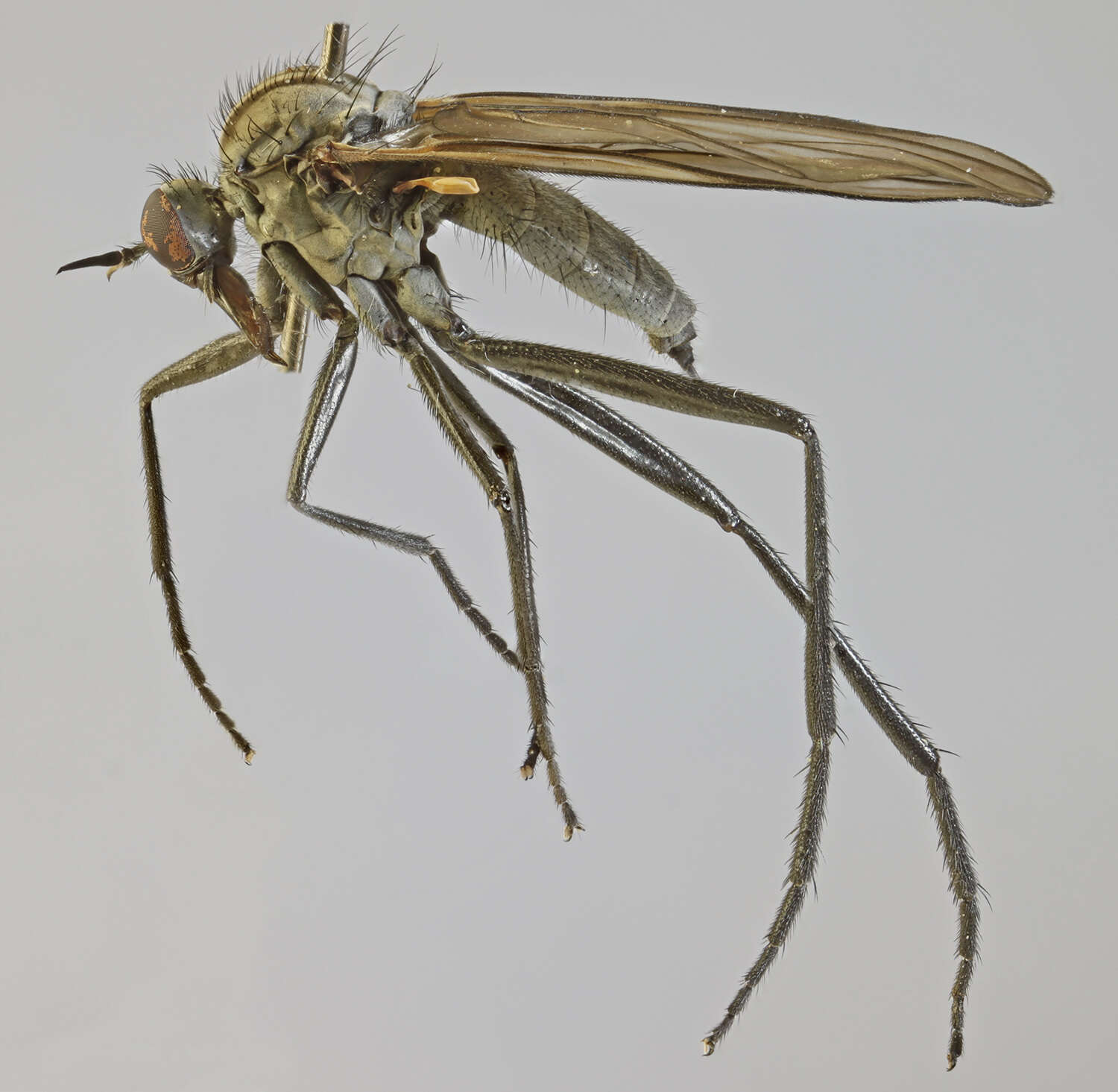 Image of Rhamphomyia stigmosa Macquart 1827