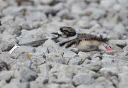 Image of Killdeer